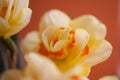 Close-up of  spring yellow daffodil flower on light background Royalty Free Stock Photo