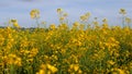 Field with yellow flowers. fiori gialli