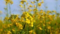 Field with yellow flowers. fiori gialli