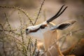 Close-up of springbok standing feeding in thornbush