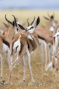Close-up of a springbok standing in a herd looking back