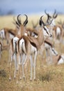 Close-up of a springbok standing in a herd looking back