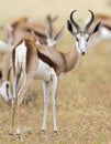 Close-up of a springbok standing in a herd looking back