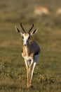 Close-up of springbok walking in grass-field