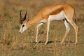 Close-up of Springbok walking in grass-field