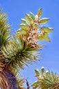 Desert Landscape In Red Rock Conservation Area, Southern Nevada, USA Royalty Free Stock Photo