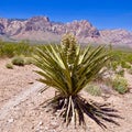 Desert Landscape In Red Rock Conservation Area, Southern Nevada, USA Royalty Free Stock Photo