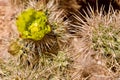 Desert Landscape In Red Rock Conservation Area, Southern Nevada, USA Royalty Free Stock Photo