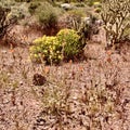 Desert Landscape In Red Rock Conservation Area, Southern Nevada, USA Royalty Free Stock Photo