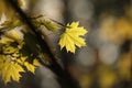 close up of a springtime foliage on a tree branch in the forest backlit by the setting sun fresh spring maple leaf in the forest Royalty Free Stock Photo