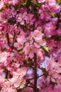 Close Up Of Springtime Pink Flowers In Bloom