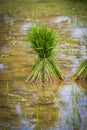 Close up sprout rice (Oryza sativa) Royalty Free Stock Photo