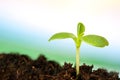 Close-up sprout of vegetables for preparing Royalty Free Stock Photo