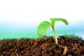 Close-up sprout of vegetables for preparing Royalty Free Stock Photo