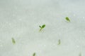 Close-up sprout of vegetables for preparing Royalty Free Stock Photo