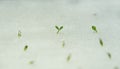 Close-up sprout of vegetables for preparing Royalty Free Stock Photo