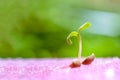 Sprout of vegetables for preparing Royalty Free Stock Photo