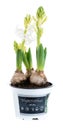 close-up of sprout white hyacinth in a pot isolated on white background