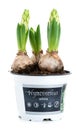 close-up of sprout white hyacinth in a pot isolated on white background