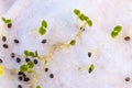 Close-up of sprouted tiny oregano herb seeds on wet paper towel in container