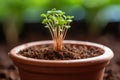 close-up of a sprouting seedling in a small terracotta pot