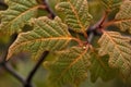 close-up of sprouting tree leaves, showing intricate detail of their textures and shapes