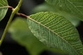 close-up of sprouting tree leaves, showing intricate veins and delicate texture