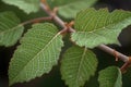 close-up of sprouting tree leaves, showing their intricate veins