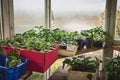 Close-up of sprouts of plants grown in soil and variety of seedlings potted in fertilized soil in old country home greenhouse Royalty Free Stock Photo