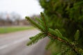 Close-up of a spruce branch in autumn with a blurred city street in the background