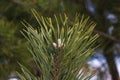 Close-up of a spruce branch with a cone