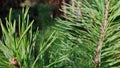 Close-up spruce branch, coniferous forest on a sunny day