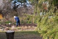 Close up of spruce branch and cottager digging the plot in the background. Summer vacation in the country, village