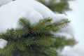 Close up of a spruce branches under the cap of snow.