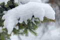 Close up of a spruce branches under the cap of snow.