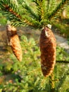 Close up on spruce cones in early spring. Royalty Free Stock Photo