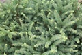 Close-up of spruce Picea glauca