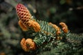 Close-up of spruce tree branch with young cones. Royalty Free Stock Photo