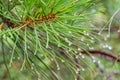 Close-up spruce tree needles with big shining water drops Royalty Free Stock Photo