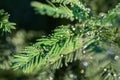 Close-up spruce tree needles with big shining water drops after rain. Morning dew on coniferous branch. Natural green background Royalty Free Stock Photo