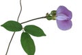 Spurred butterfly pea flower Royalty Free Stock Photo