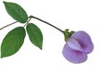 spurred butterfly pea flower Royalty Free Stock Photo