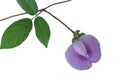 Close up, spurred butterfly pea flower  . Royalty Free Stock Photo