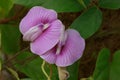 Close up, spurred butterfly pea flower. Royalty Free Stock Photo