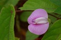 Close up, spurred butterfly pea flower. Royalty Free Stock Photo