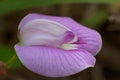 Close up, spurred butterfly pea flower. Royalty Free Stock Photo