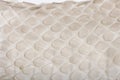 Close-up of squamata, scaled reptile against white Royalty Free Stock Photo