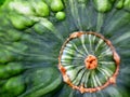 Close up of a squash