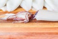Close up of squid Royalty Free Stock Photo