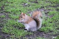 A close up of a Squirel Royalty Free Stock Photo